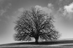 Lone sentinel