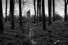 Trees at Leweston